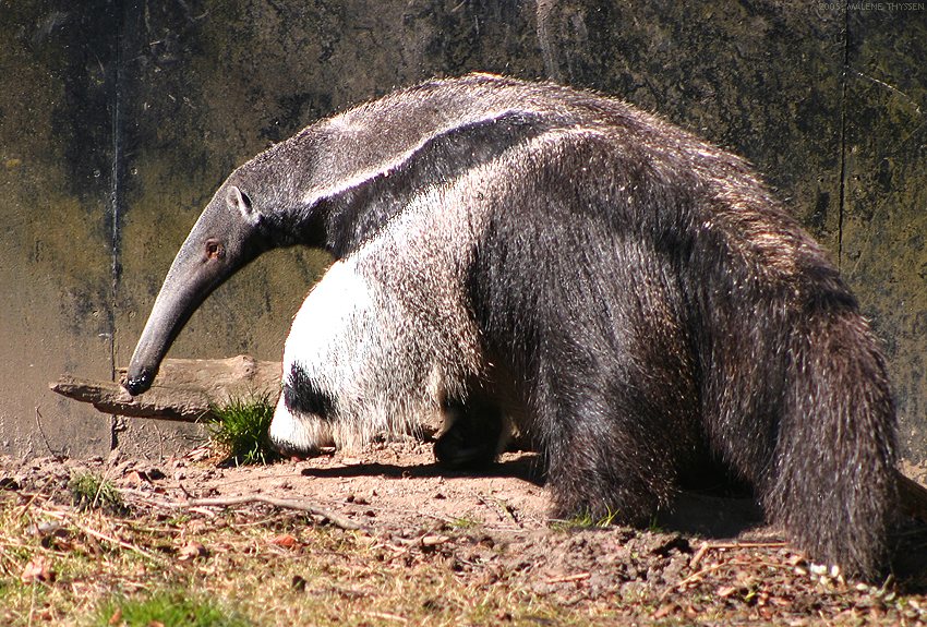 Oso Hormiguero Gigante